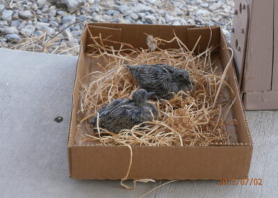 Momma dove and her babies